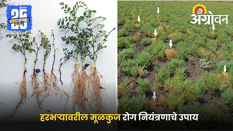 Root Rot Control