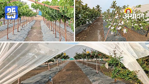 Fruit Protection