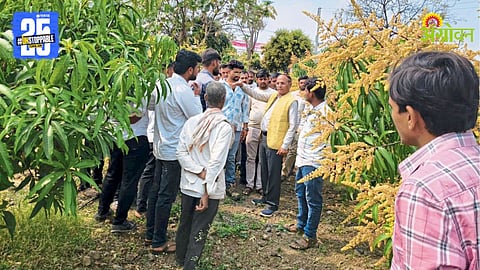 Mango Export