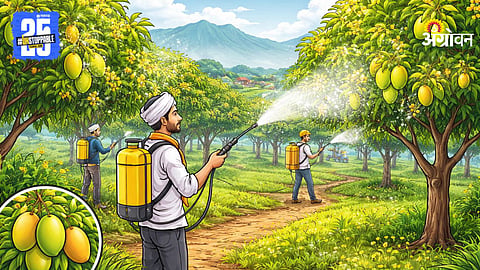 Mango Farmer Disease