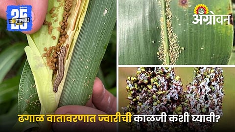 Jowar Farming