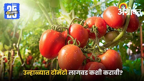 Tomato Lagwad