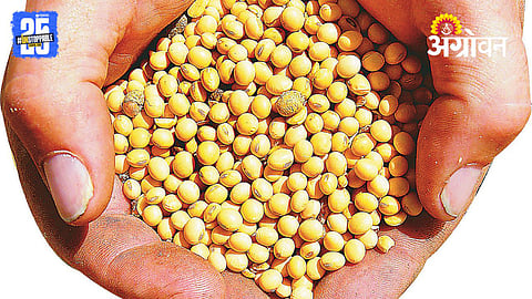 Soybean
