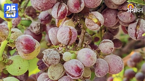 Grape Farming