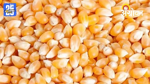 Maize Market
