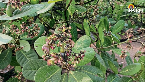 Cashew Crop 