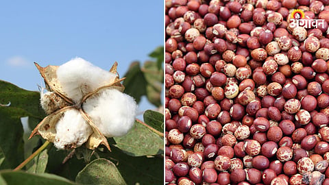 Cotton and Tur