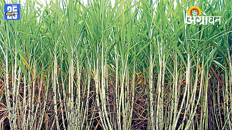 Bio Fertilizer