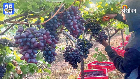 Grape Farming