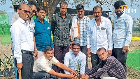 Khajoor Farming