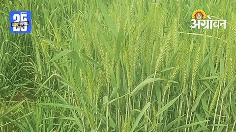 Wheat Farming