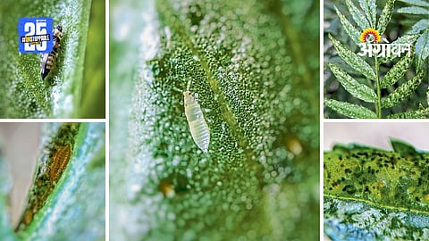 Crop Protection