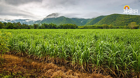 Impact of low sugar MSP on Maharashtra sugar mills