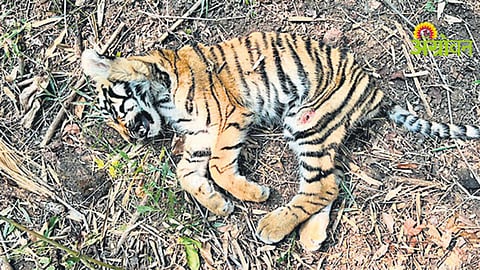 Tiger Death