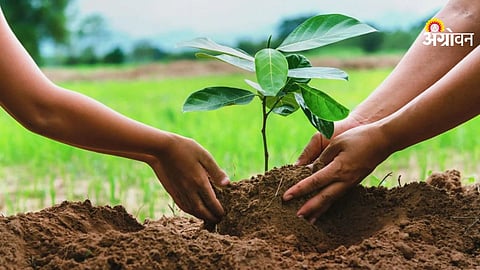 Tree Plantation: