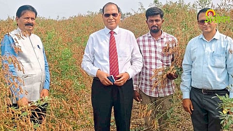 Tur Crop Farming