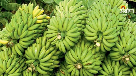 Maharashtra banana export market growth