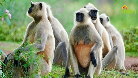 Monkey Crop Damage
