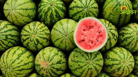 Khandesh Watermelon Rate