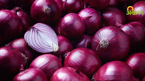 Onion Export Policy India