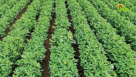 Groundnut Farming