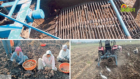 Turmeric Farming