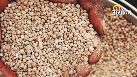 DAP fertilizer price increase