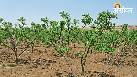 Sitaphal Farming