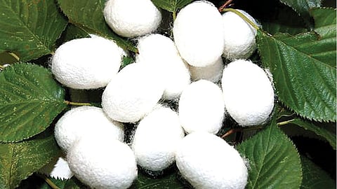 Sericulture Maharashtra 2026