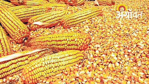 Maize MSP