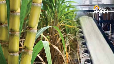 Harneshwar Sugar Factory Inquiry