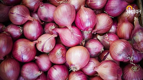 Government onion buffer stock impact on farmers