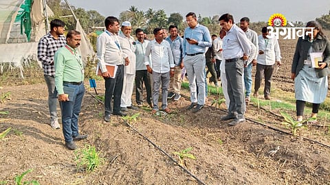 Banana Cultivation
