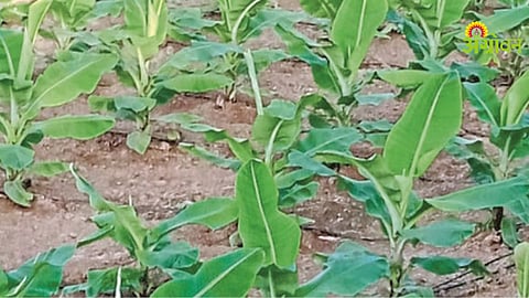 Banana Varieties