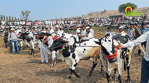 Livestock Eexhibition