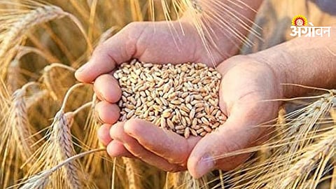 Wheat