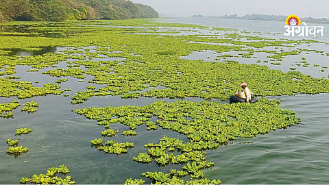 water hyacinth is destroying the livelihood of fishermen in Maharashtra