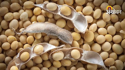 Soybean prices in India today crossing 6000 Rs
