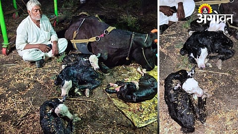 Cow giving birth to four calves rare case in Maharashtra