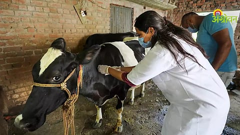 Livestock Vaccination