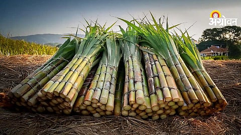 Sugarcane Farmers Demand