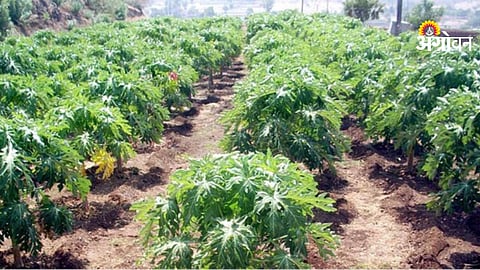 Papaya Cultivation Expands in Khandesh