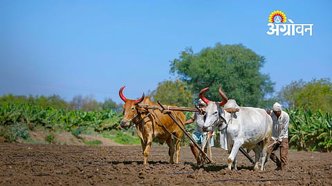 Buldhana Rabi Sowing Plan