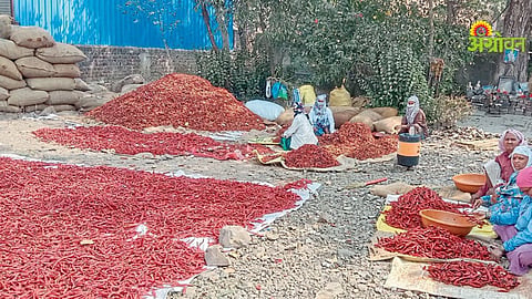 Gavaran chillies