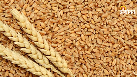 Government approval for wheat export