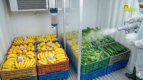 Ethylene absorber in storage