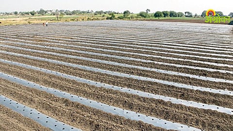 Kharif Watermelon Cultivation