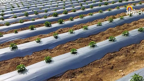 Poly mulching for vegetable crops