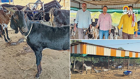 Government subsidies for goat rearing in 2026