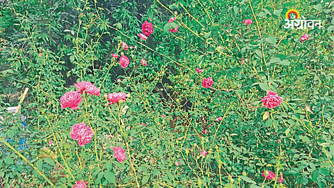 Desi rose cultivation success story Maharashtra